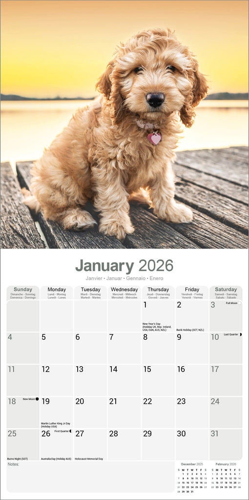 Cockapoo Calendar 2026 – Avonside Publishing Ltd