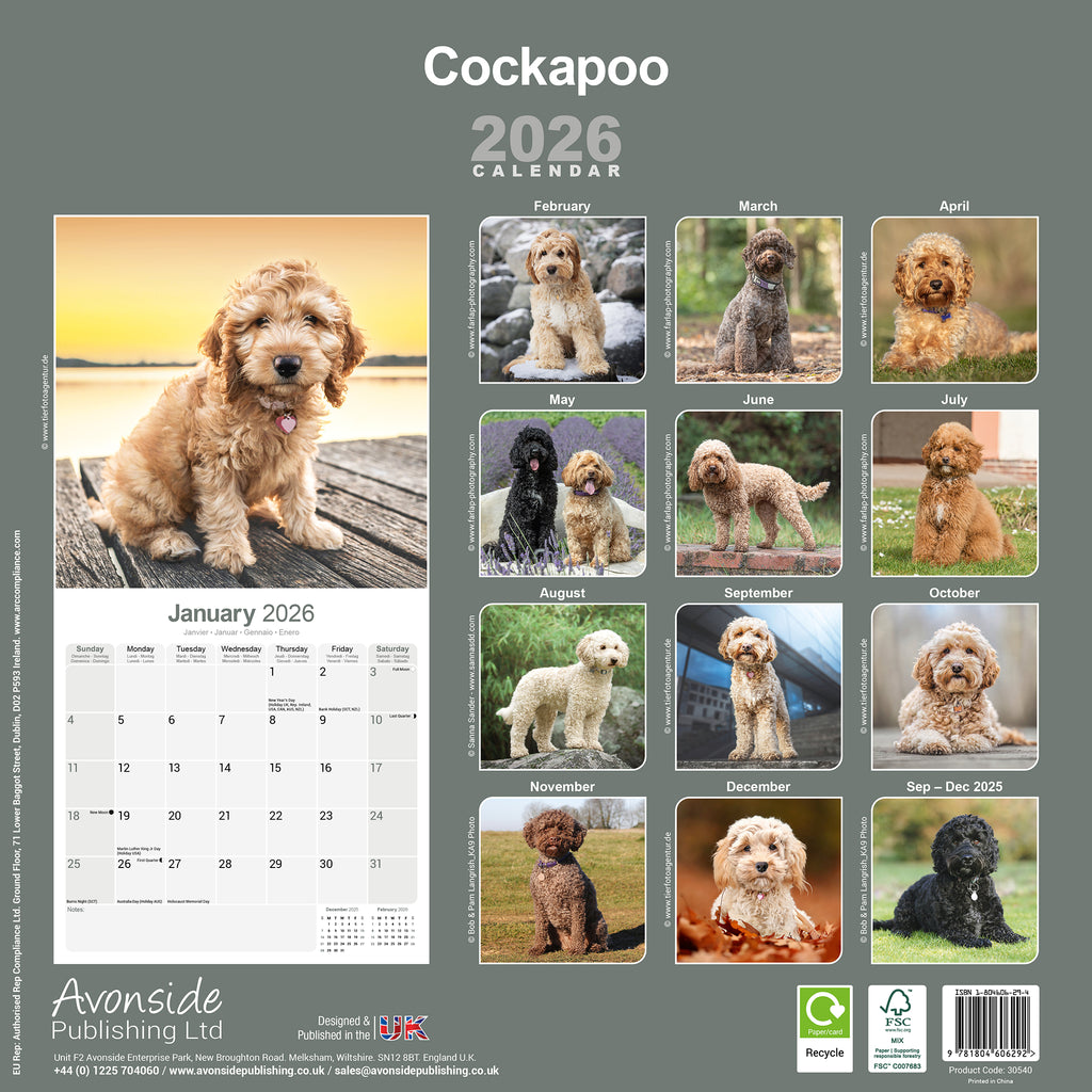 Cockapoo Calendar 2026 – Avonside Publishing Ltd