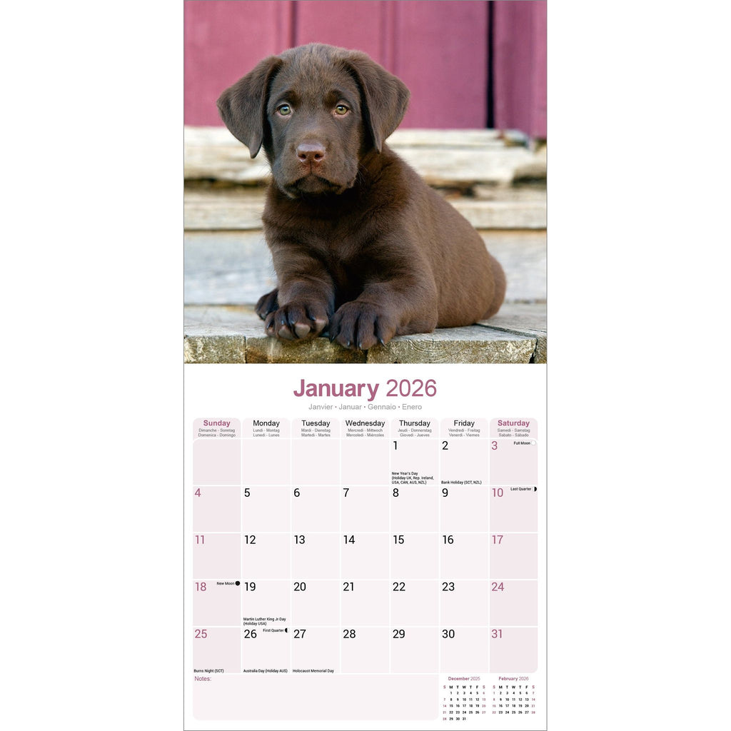 Chocolate Labrador Retriever Calendar 2026 Avonside Publishing Ltd
