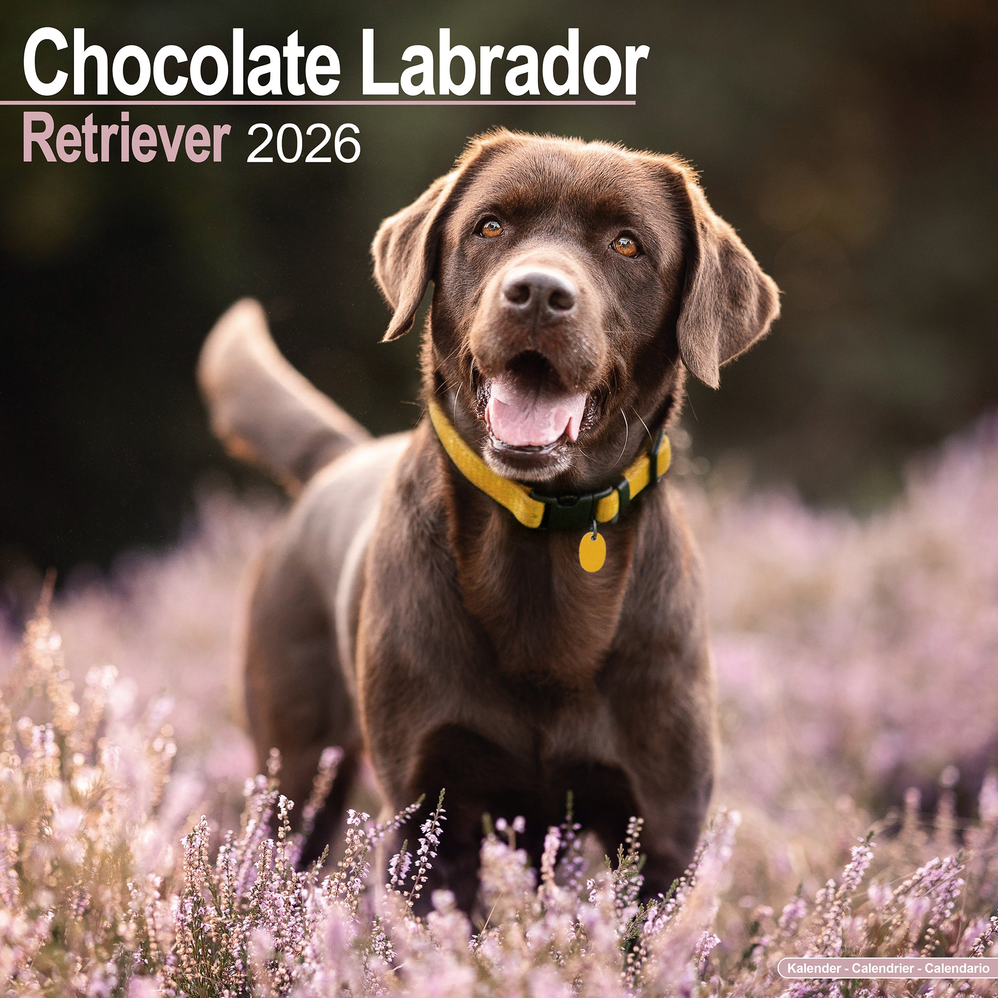 Labrador Retrievers | 2026 12 X 24 Inch (Hanging) Monthly Square Wall Calendar | Plastic-Free | BrownTrout | Animals Dog Breeds: BrownTrout, Publishers, BrownTrout: 9798330704224