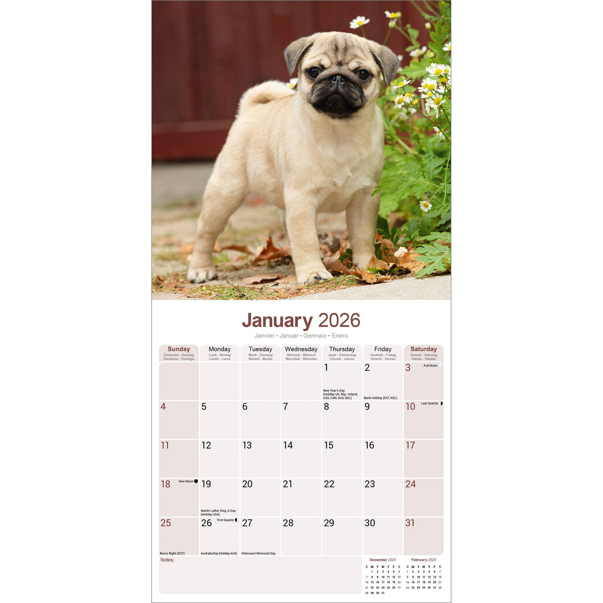 Pug Calendar 2026 – Avonside Publishing Ltd