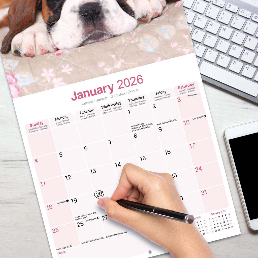 Boxer Puppies Calendar 2026 Avonside Publishing Ltd