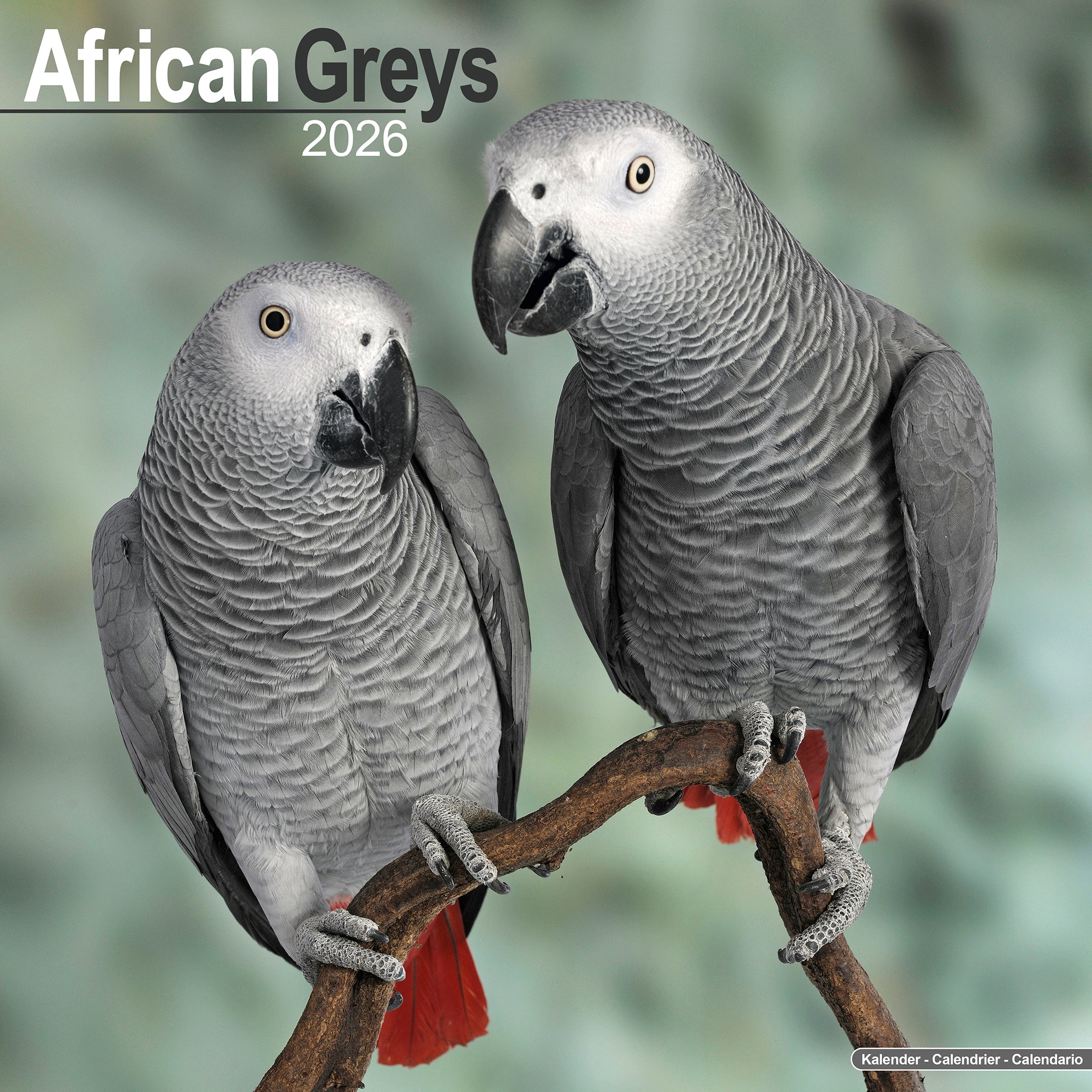African Greys Calendar 2026