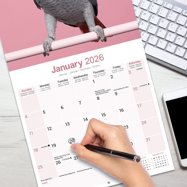 African Greys Calendar 2026