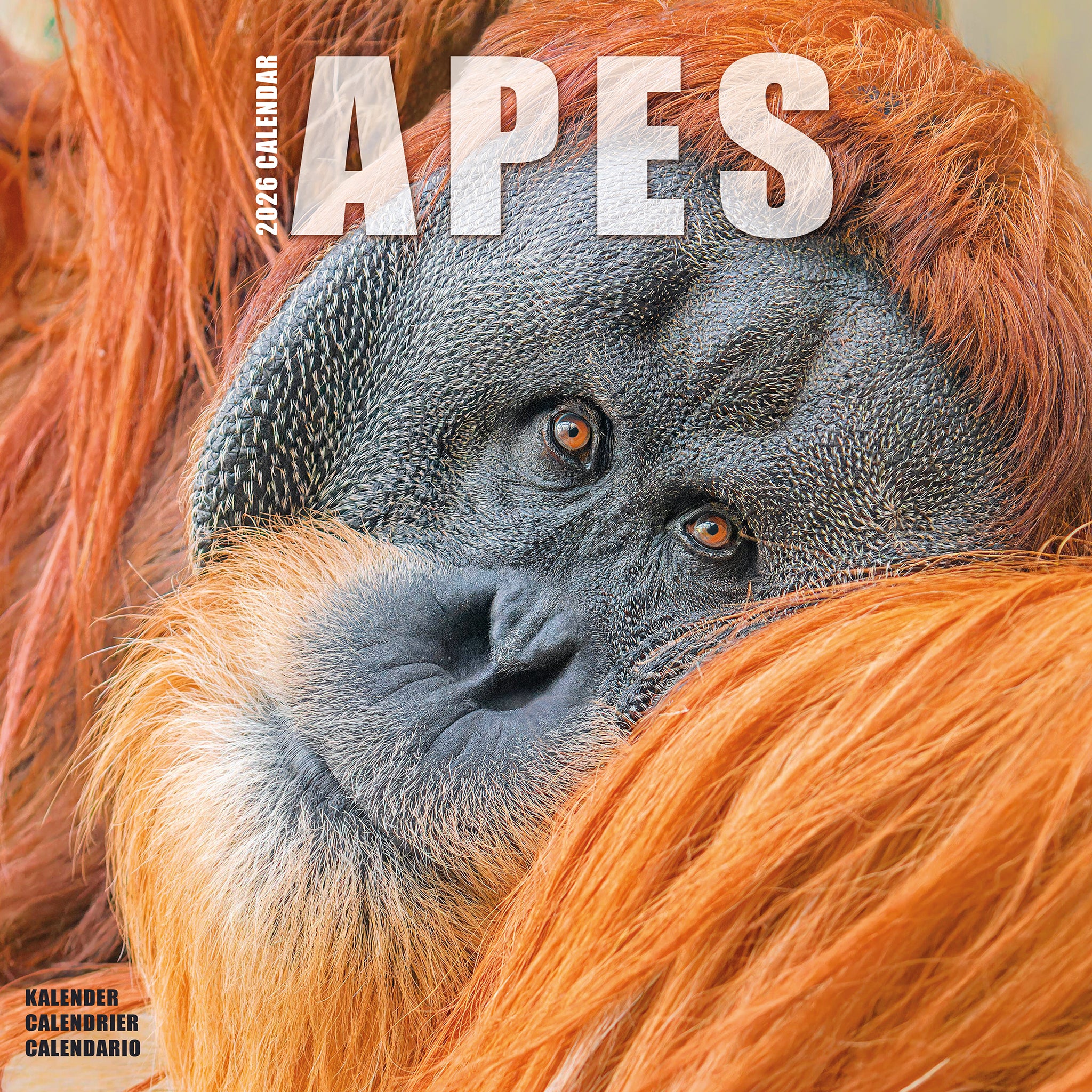 Apes Calendar 2026