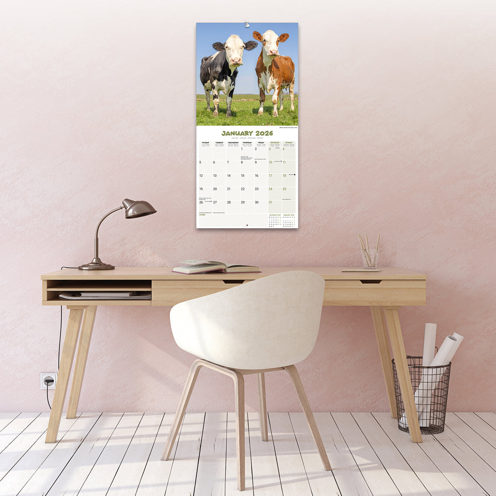 Cows Calendar 2026 Avonside Publishing Ltd