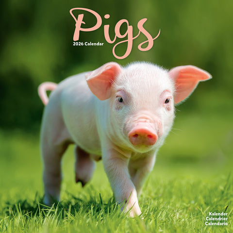 Pigs Calendar 2026