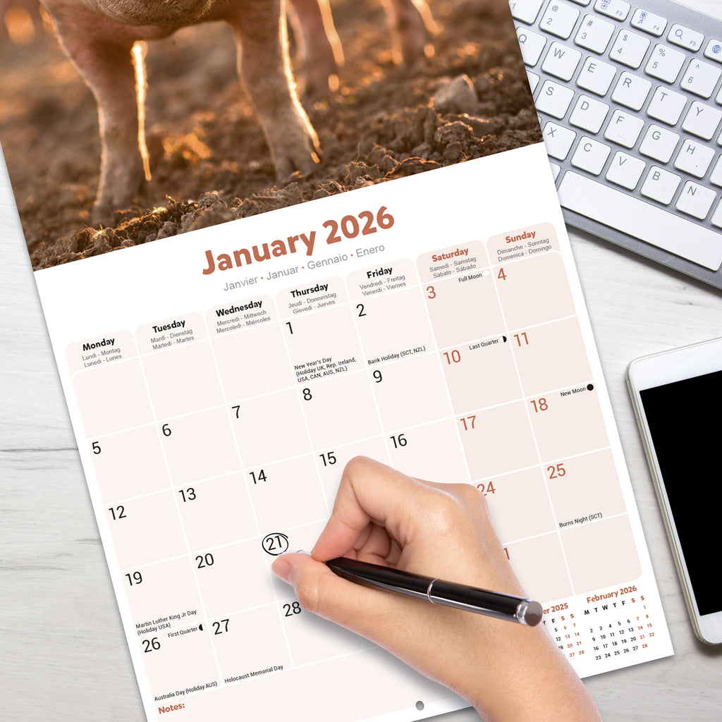 Pigs Calendar 2026 Avonside Publishing Ltd