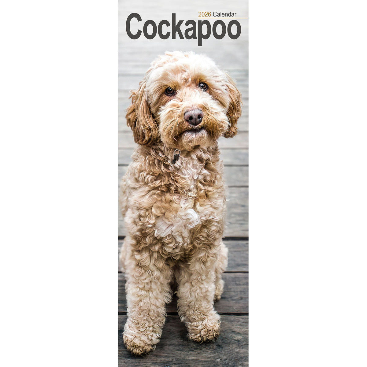 Cockapoo Calendar 2026 Slimline – Avonside Publishing Ltd
