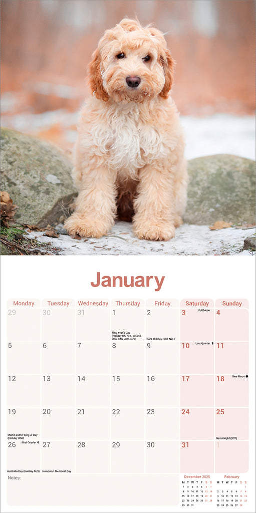 Cockapoo Puppies Calendar 2026 – Avonside Publishing Ltd