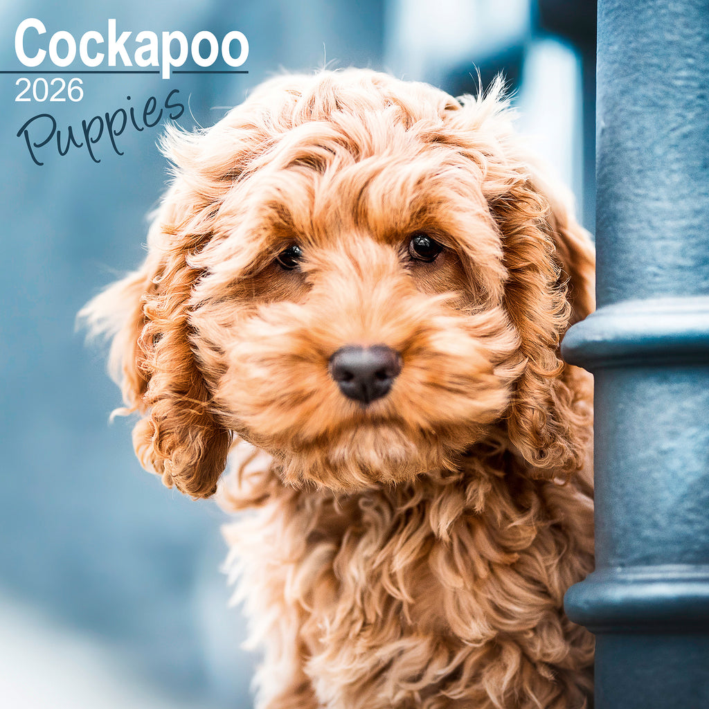 Cockapoo Puppies Calendar 2026 – Avonside Publishing Ltd