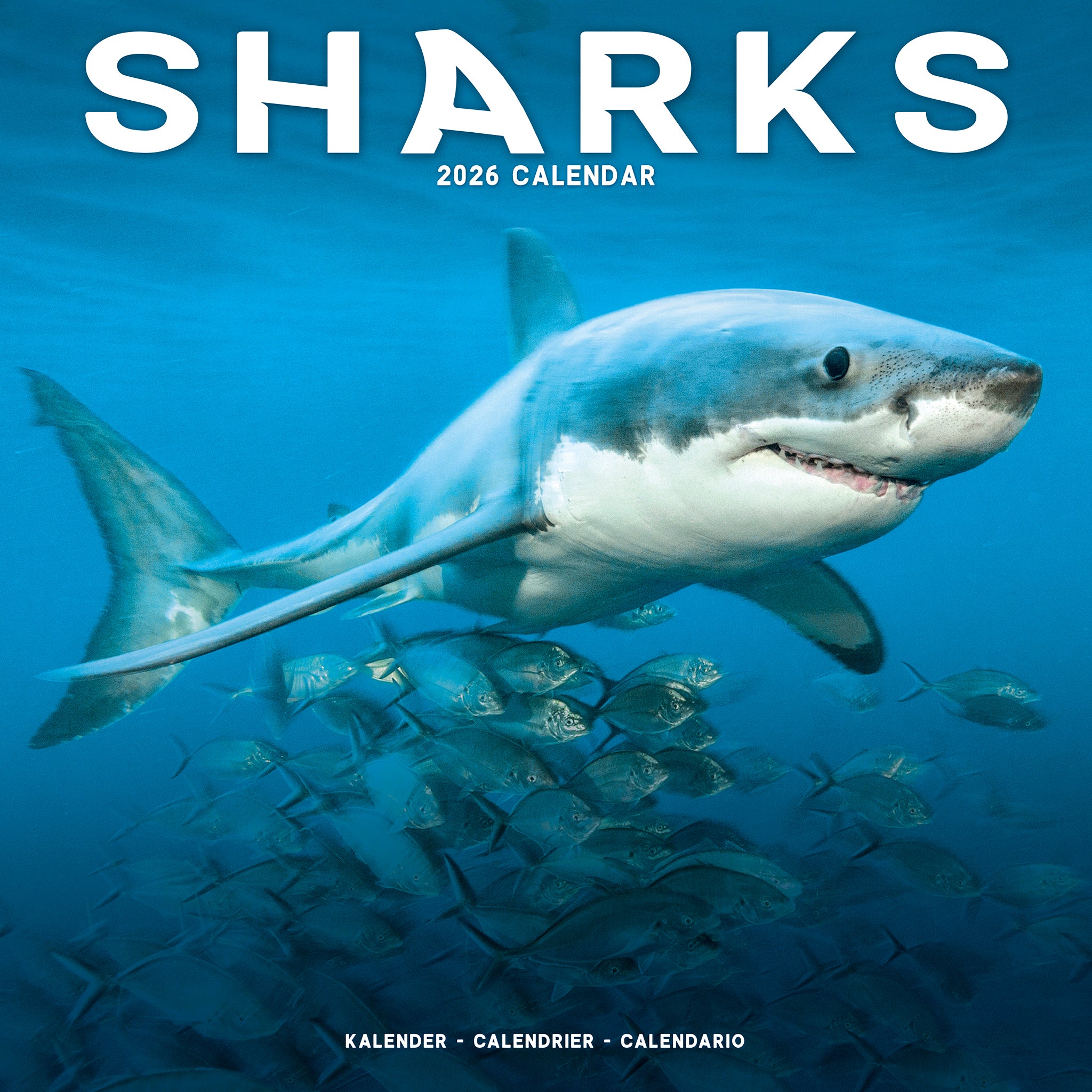 Sharks Calendar 2026