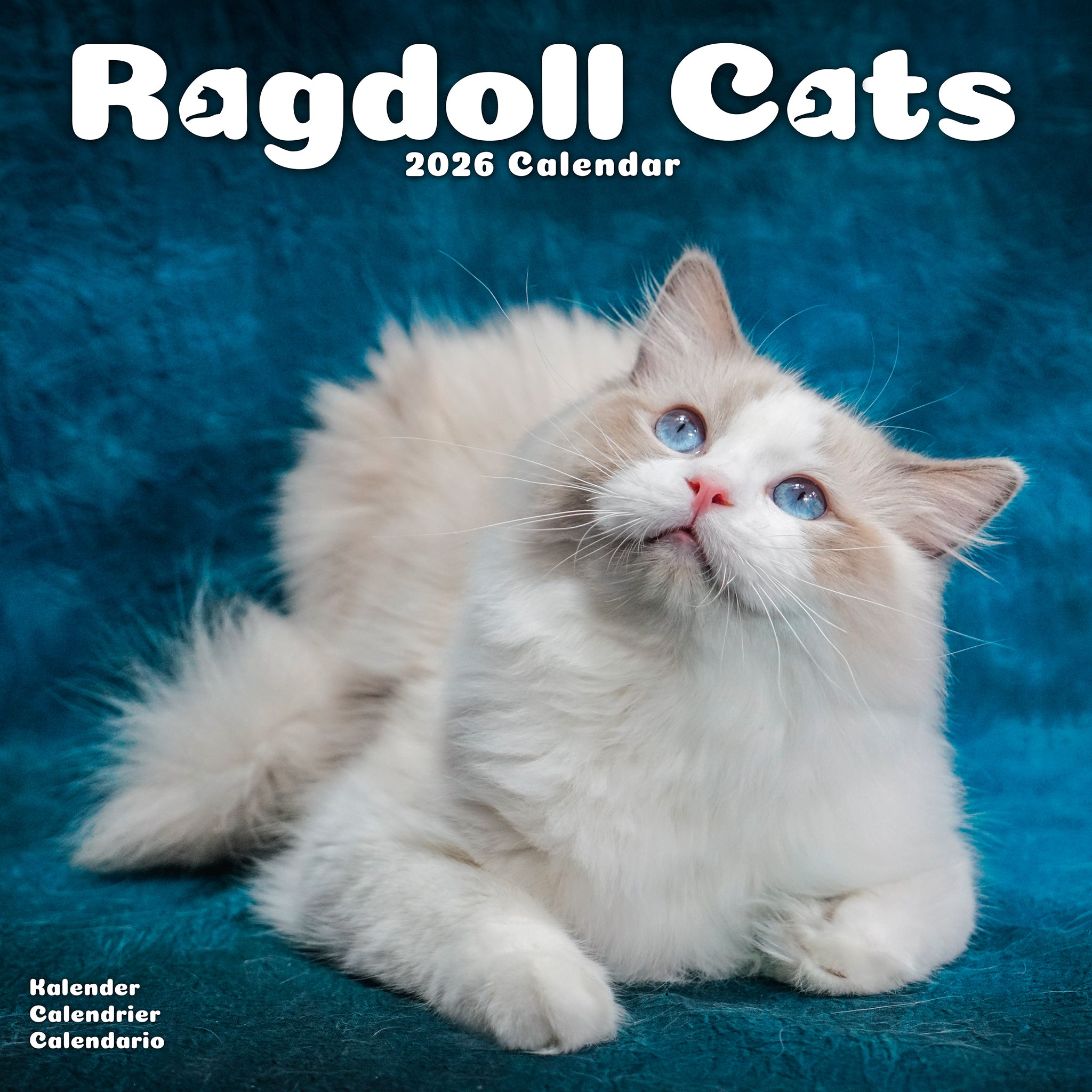 Ragdoll Cats Calendar 2026