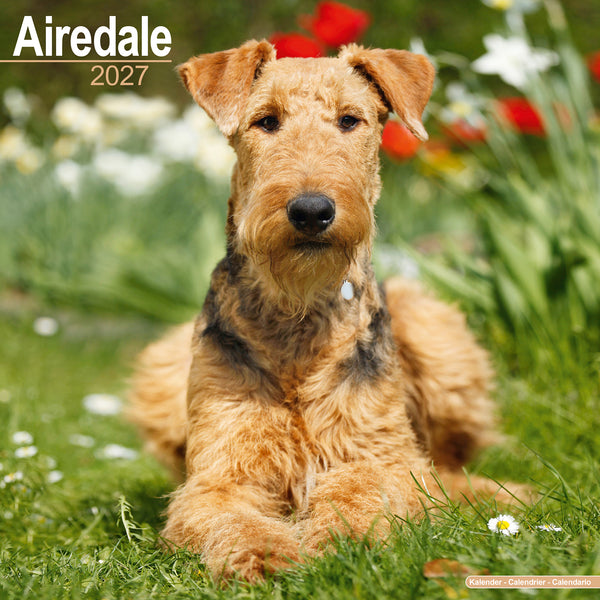 Airedale Calendar 2027