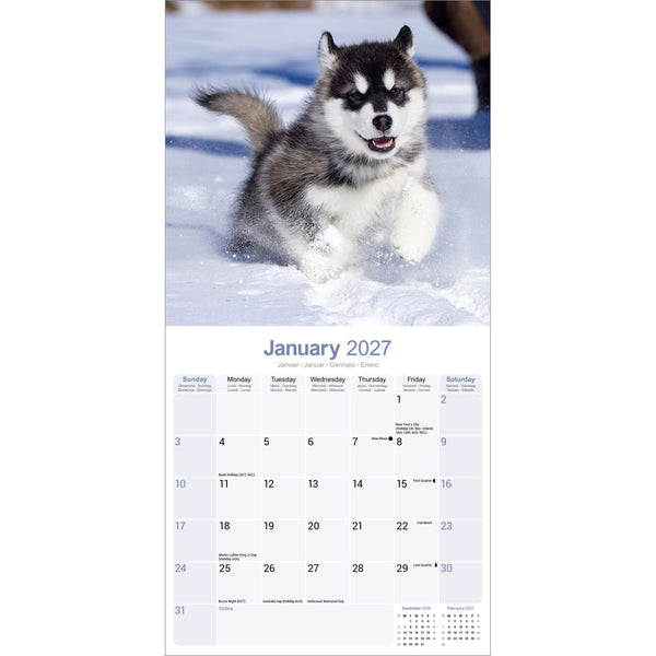 Alaskan Malamute Calendar 2027