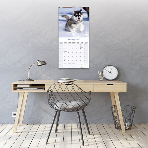 Alaskan Malamute Calendar 2027