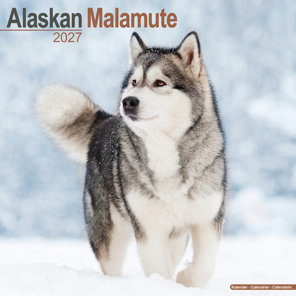 Alaskan Malamute Calendar 2027