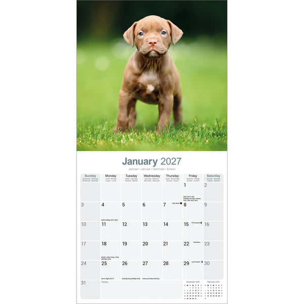 American Pit Bull Terrier Calendar 2027