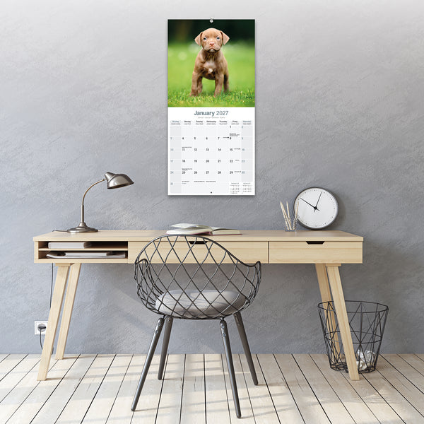 American Pit Bull Terrier Calendar 2027