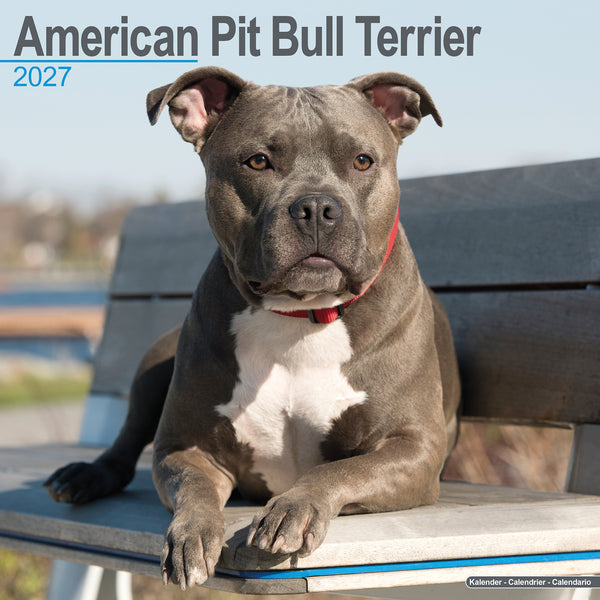 American Pit Bull Terrier Calendar 2027