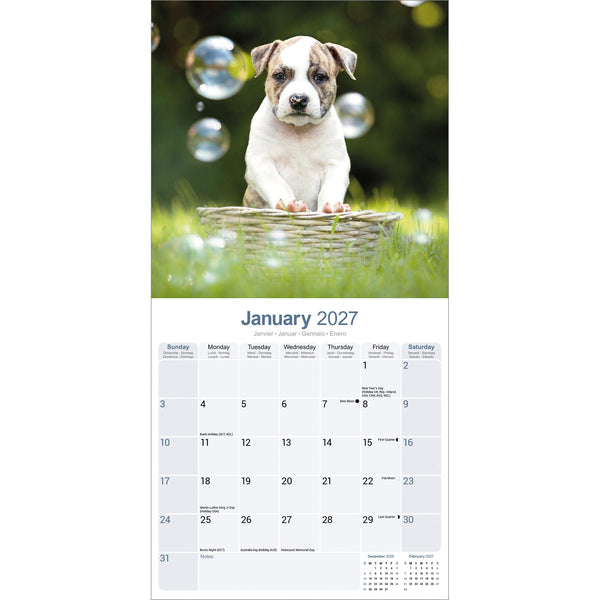 American Staffordshire Terrier Calendar 2027