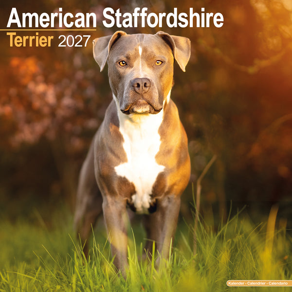 American Staffordshire Terrier Calendar 2027