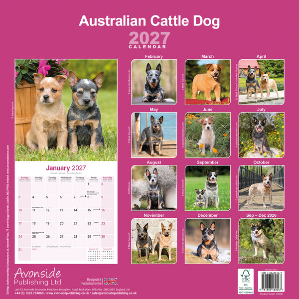 Australian Cattle Dog Calendar 2027