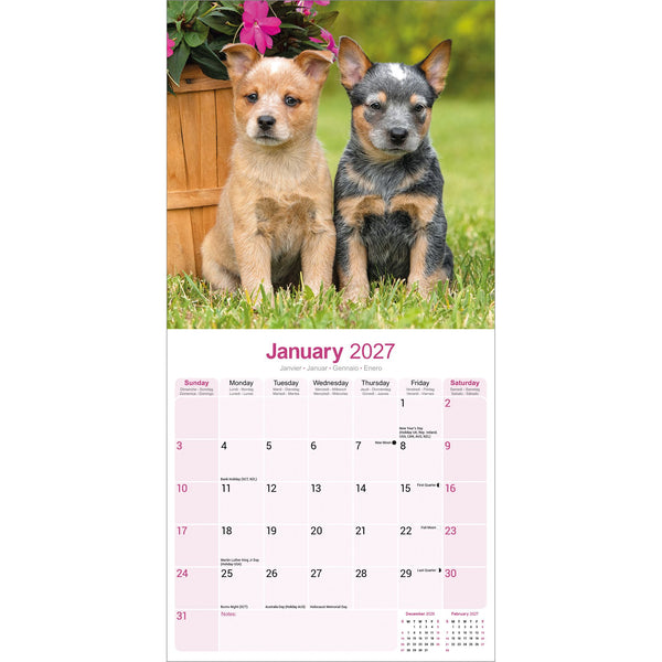 Australian Cattle Dog Calendar 2027