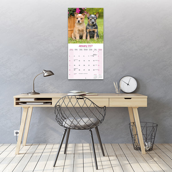 Australian Cattle Dog Calendar 2027