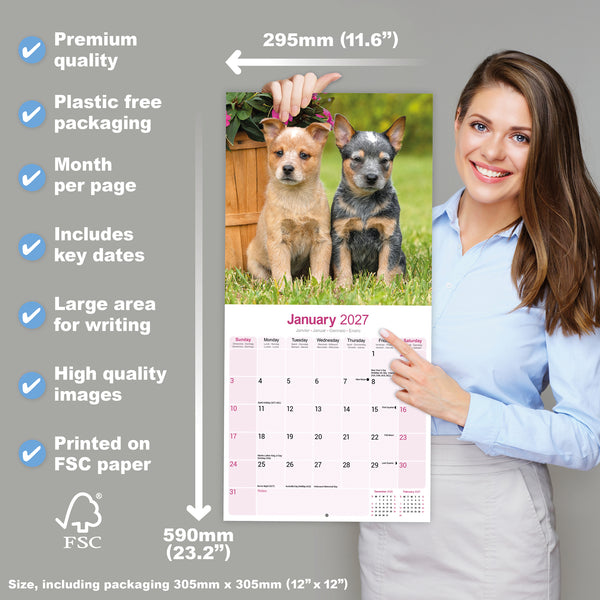 Australian Cattle Dog Calendar 2027