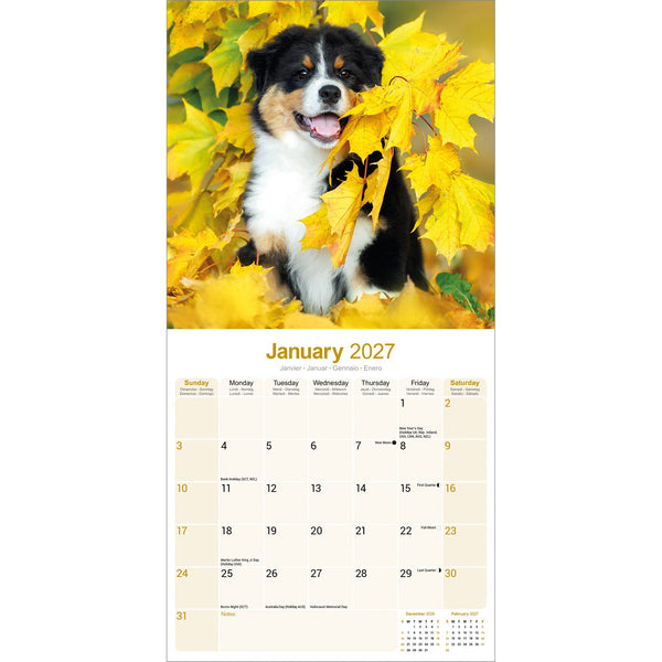 Australian Shepherd Calendar 2027
