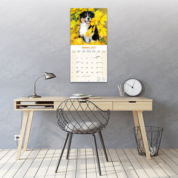 Australian Shepherd Calendar 2027