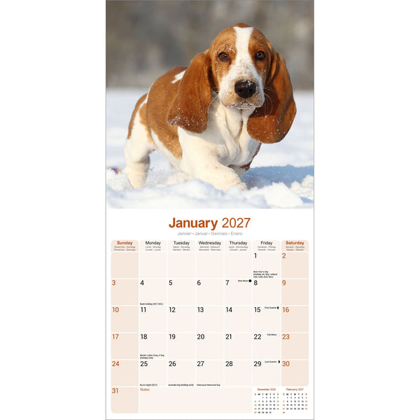 Basset Hound Calendar 2027