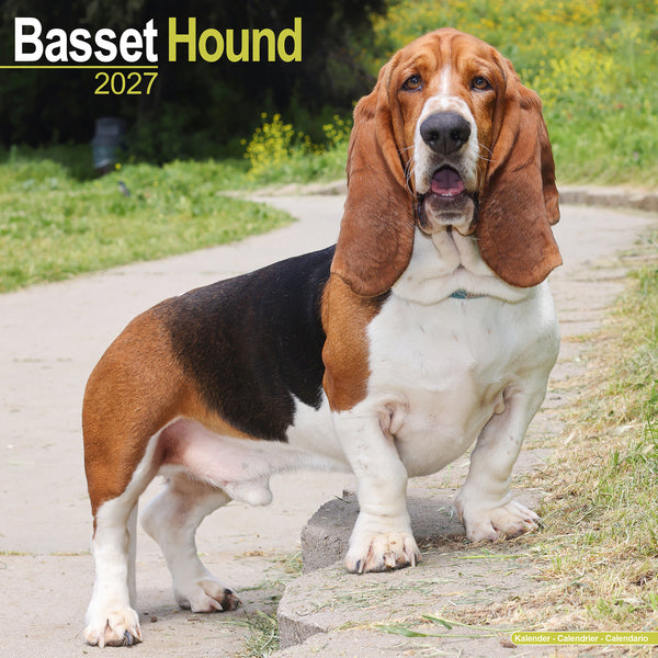 Basset Hound Calendar 2027
