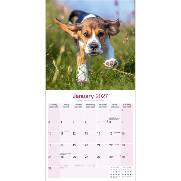 Beagle Calendar 2027