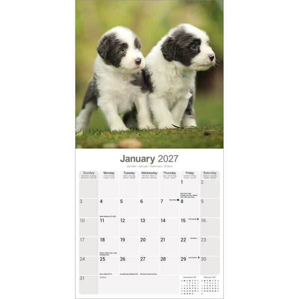 Bearded Collie Calendar 2027