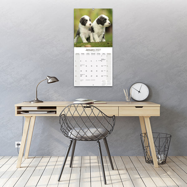 Bearded Collie Calendar 2027
