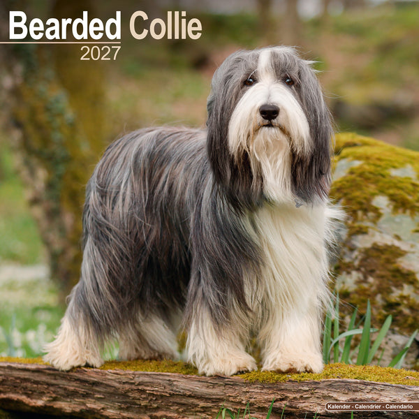 Bearded Collie Calendar 2027