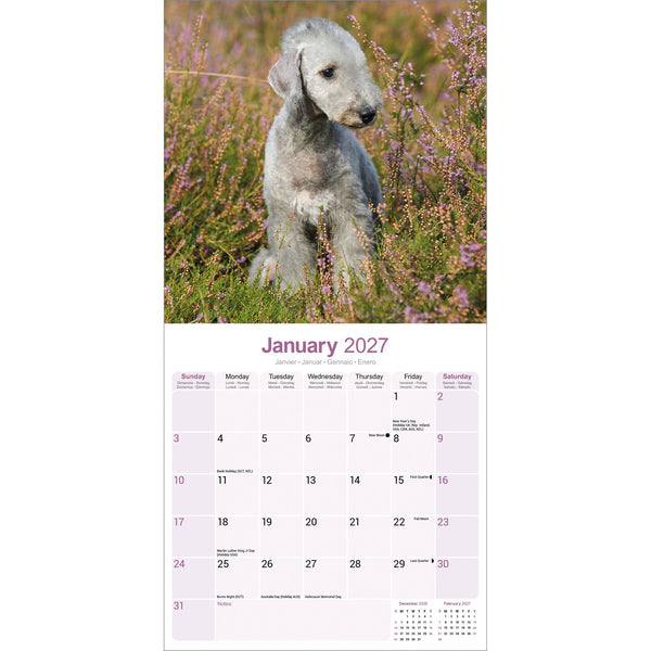 Bedlington Terrier Calendar 2027