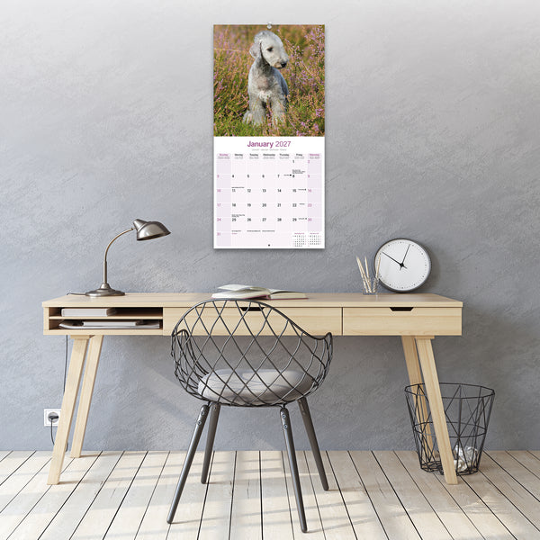 Bedlington Terrier Calendar 2027