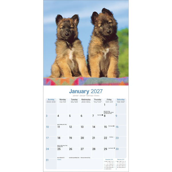 Belgian Shepherd Dog Calendar 2027