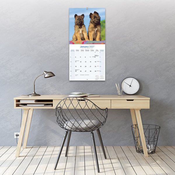 Belgian Shepherd Dog Calendar 2027
