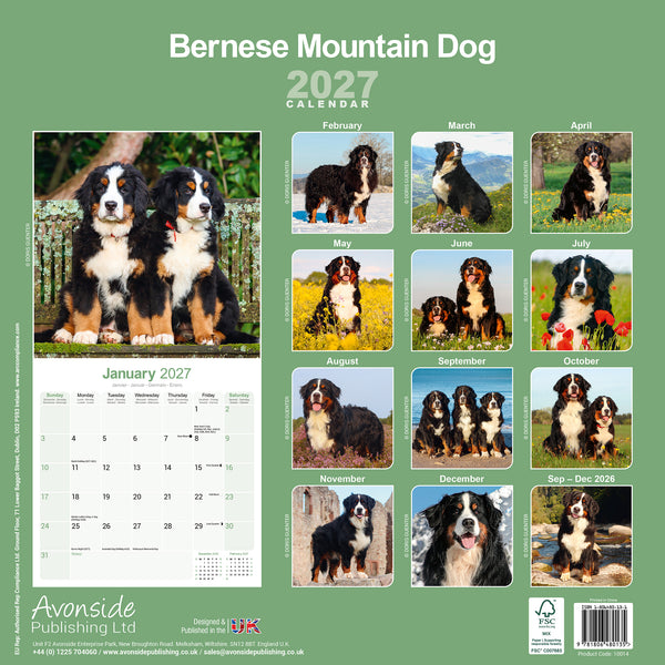 Bernese Mountain Dog Calendar 2027