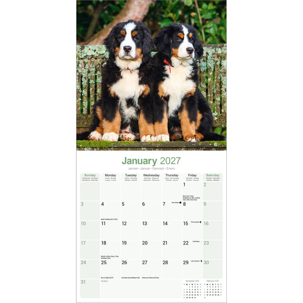 Bernese Mountain Dog Calendar 2027