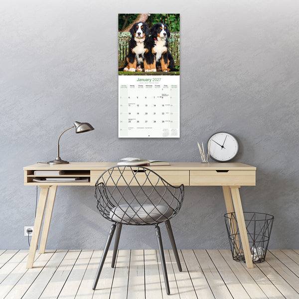 Bernese Mountain Dog Calendar 2027