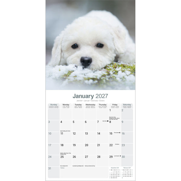 Bichon Frise Calendar 2027