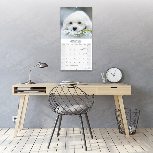 Bichon Frise Calendar 2027