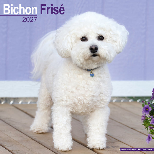 Bichon Frise Calendar 2027