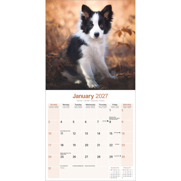 Border Collie Calendar 2027