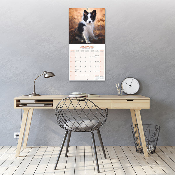 Border Collie Calendar 2027